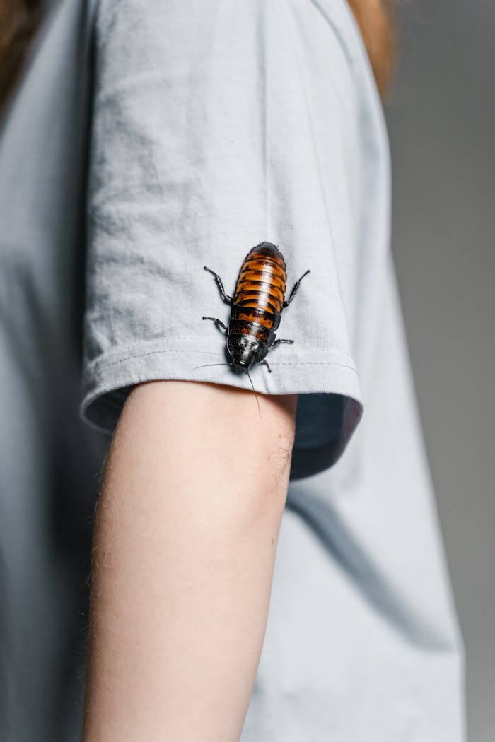 A close-up of a Madagascar hissing cockroach perched on a person's arm in a gray shirt.